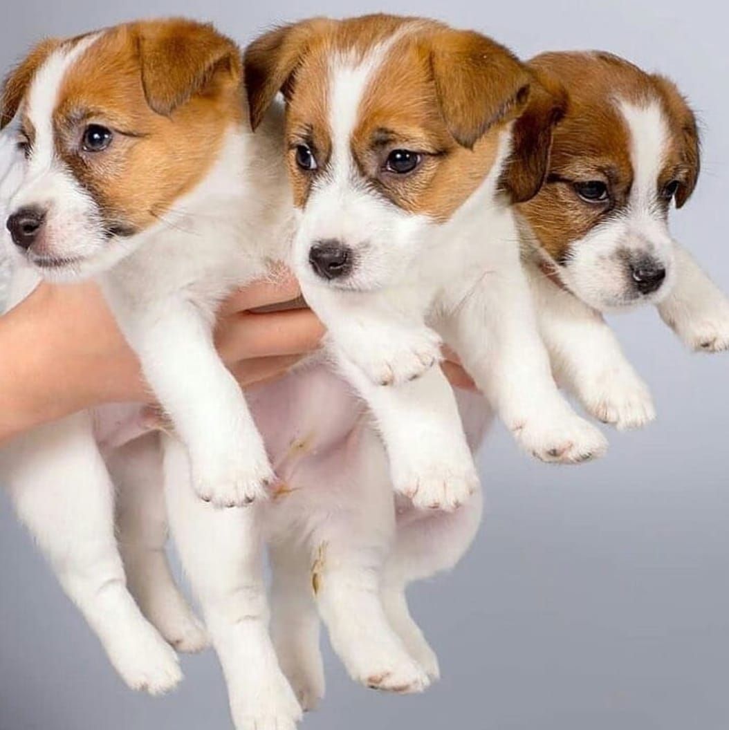 Jack-Russell-Welpen Jack-Russell-Welpen
