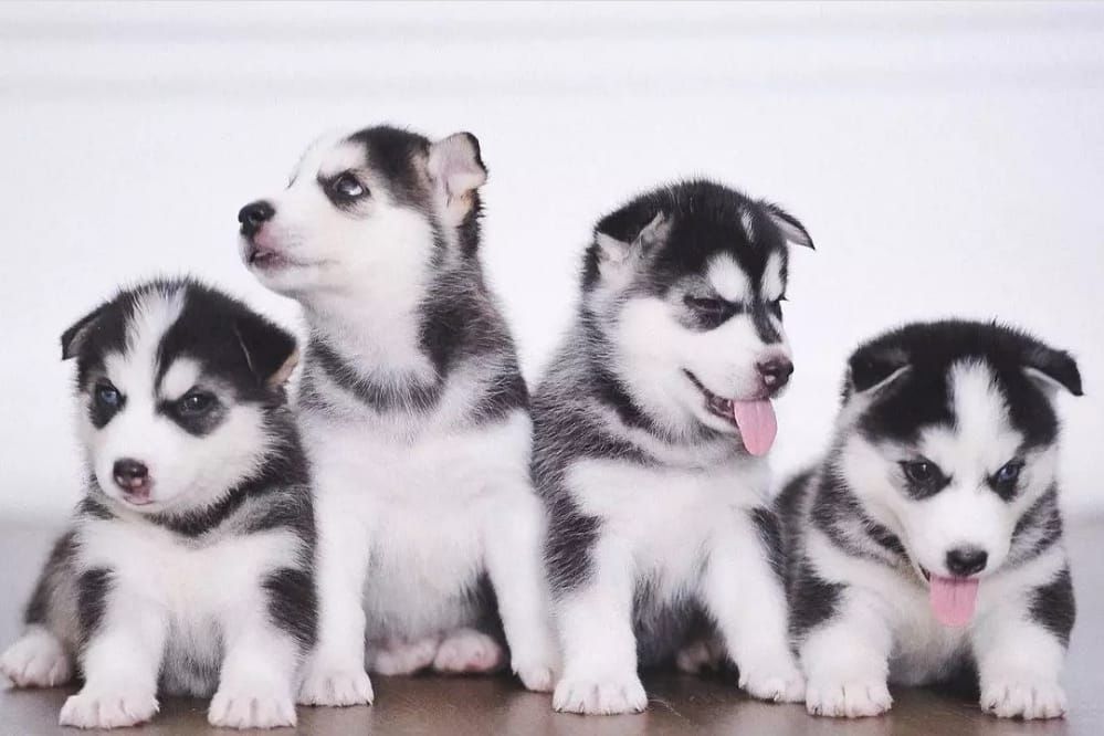 Siberian Husky Welpen Siberian Husky Welpen