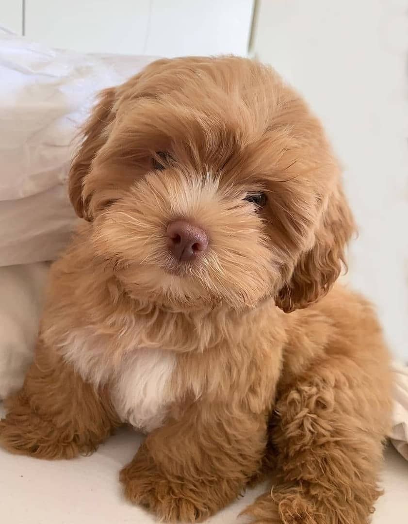 wunderschöne Pudelbabys wunderschöne Pudelbabys