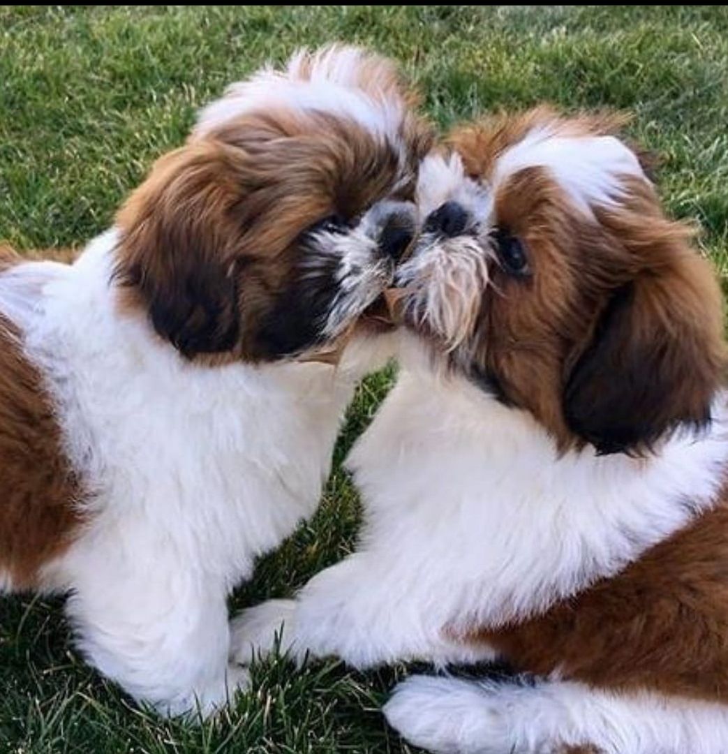 Wunderschöne Yorkie-Welpen bereit für ein neues Zuhause