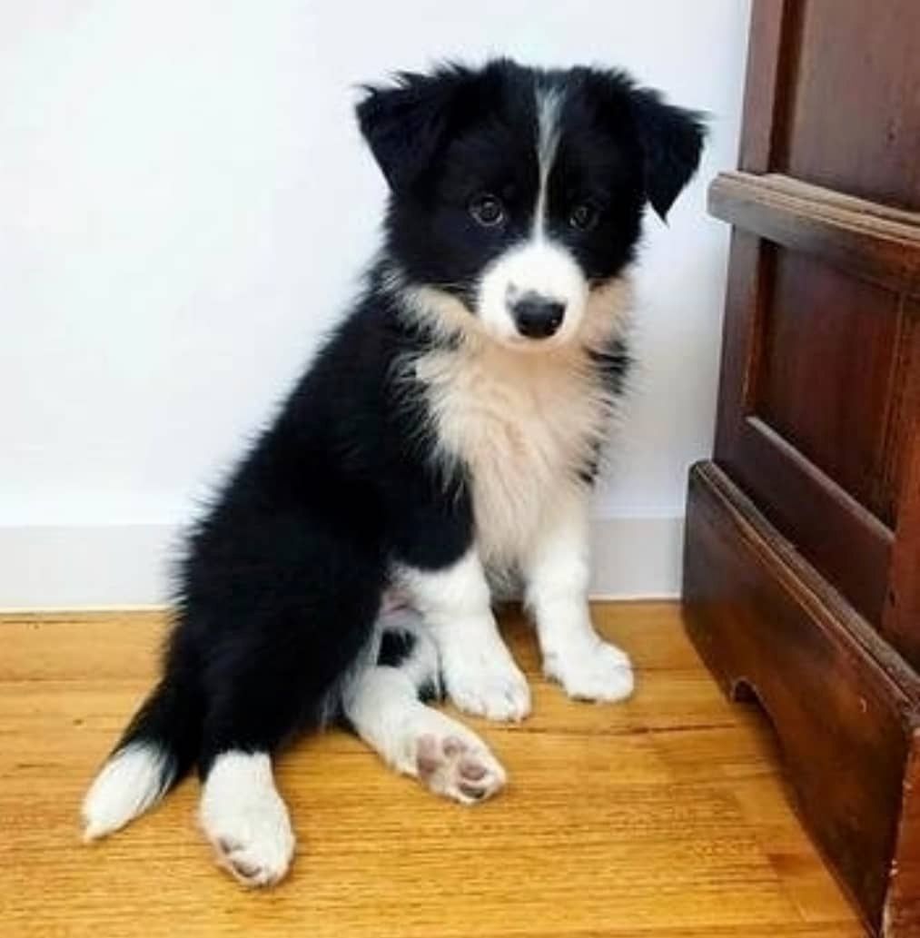 Wunderschöne Border Collies