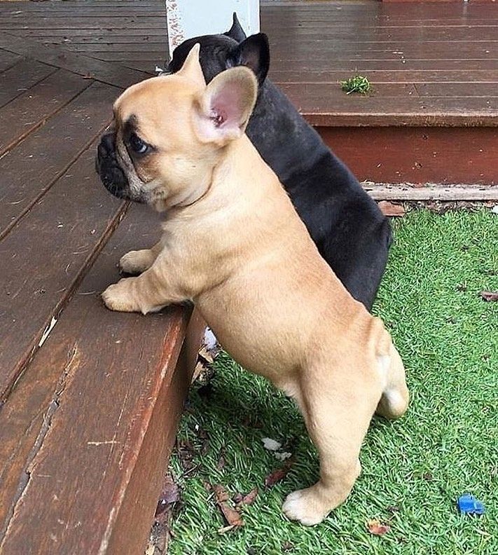 Reinrassige französische Bulldoggenwelpen