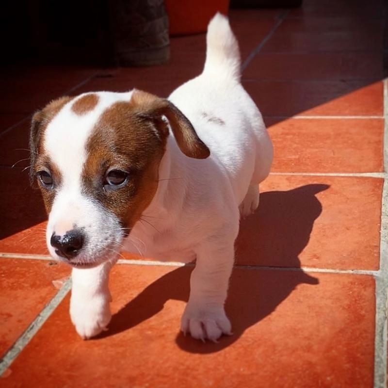 Jack-Russell-Terrier-Welpen Jack-Russell-Terrier-Welpen