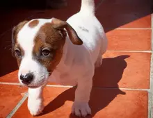 Jack-Russell-Terrier-Welpen