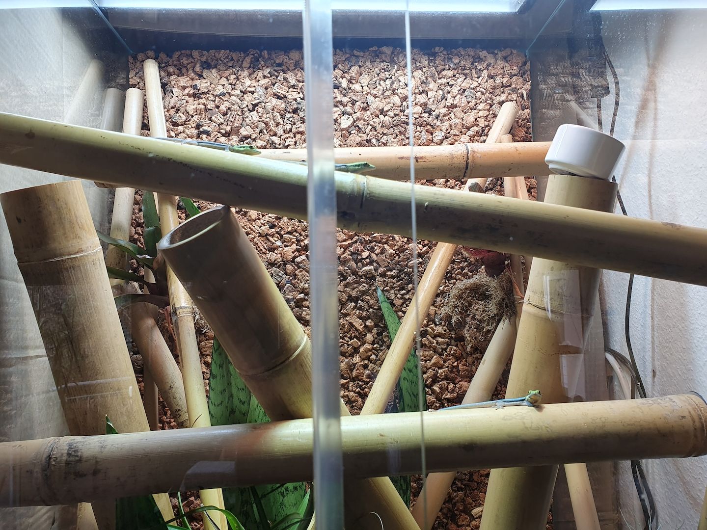 Phelsuma Klemmeri Taggeck mit Terrarium und Technik Phelsuma Klemmeri Taggeck mit Terrarium und Technik