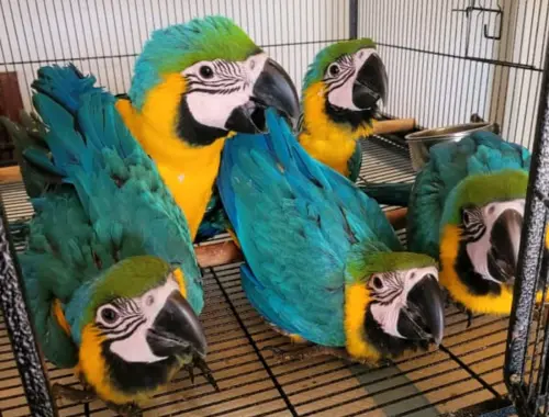 Junge Gelbbrustara papageien