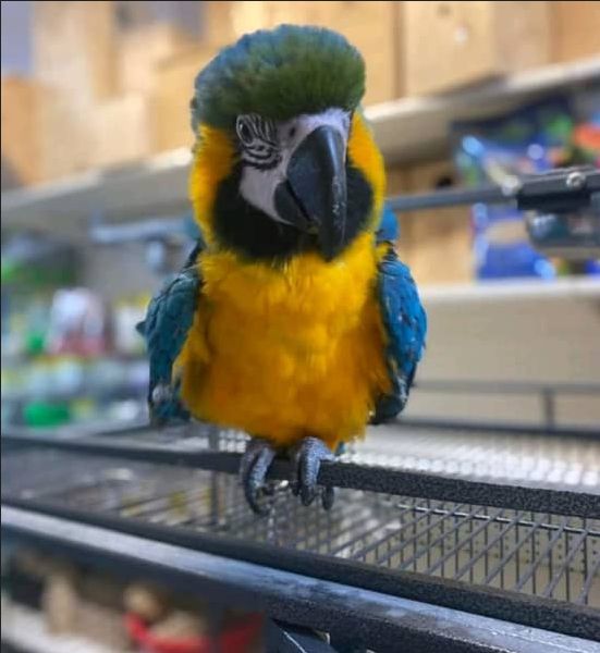 Junge Gelbbrustara papageien