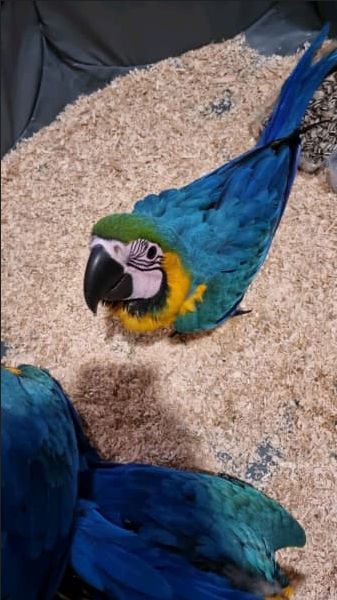 Junge Gelbbrustara papageien