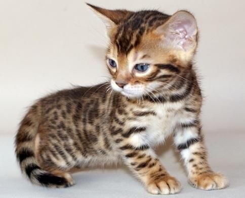 Bengal Katzenbaby