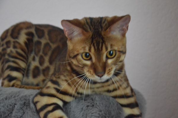 Bengal Katzenbaby