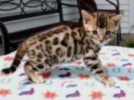 Bengal Katzenbaby