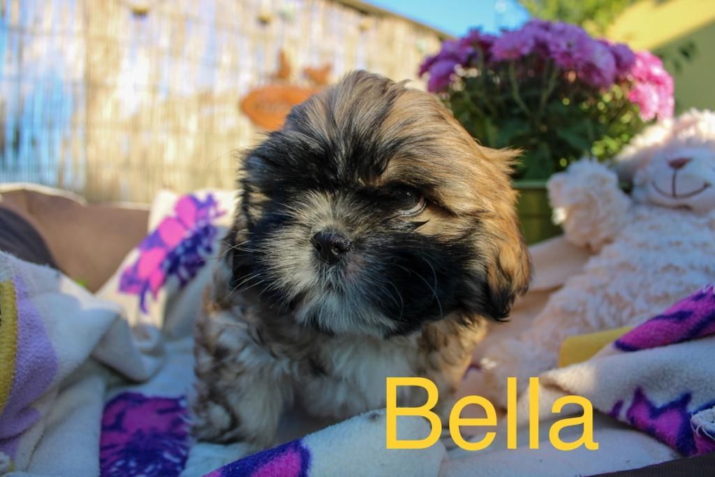 Shih Tzu Welpen zu verkaufen