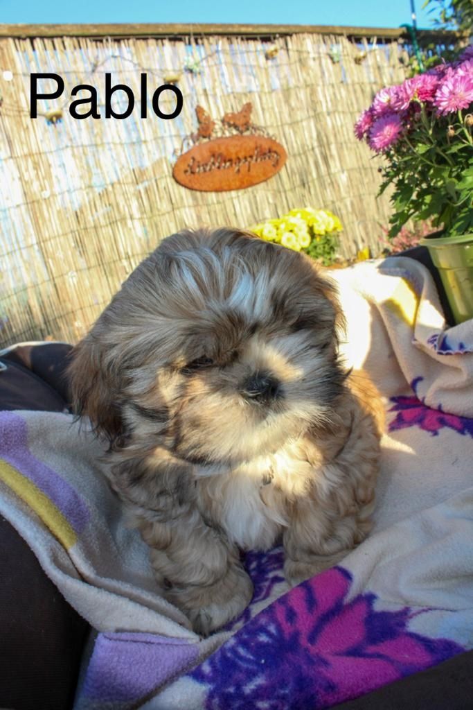 Shih Tzu Welpen zu verkaufen