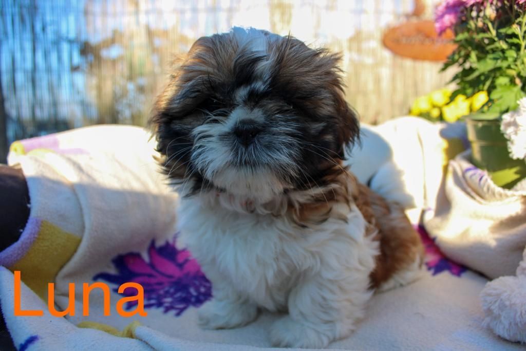 Shih Tzu Welpen zu verkaufen