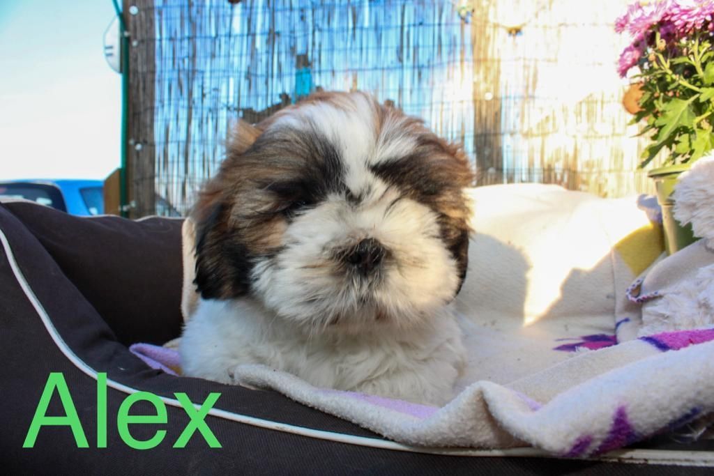 Shih Tzu Welpen zu verkaufen