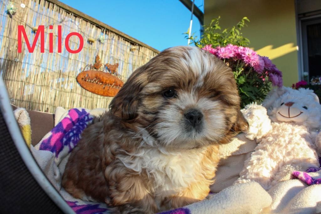 Shih Tzu Welpen zu verkaufen