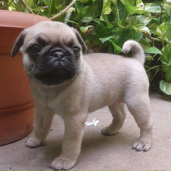 Mops Welpen zur Adoption Mops Welpen zur Adoption
