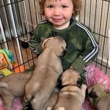 Mops Welpen zur Adoption Mops Welpen zur Adoption