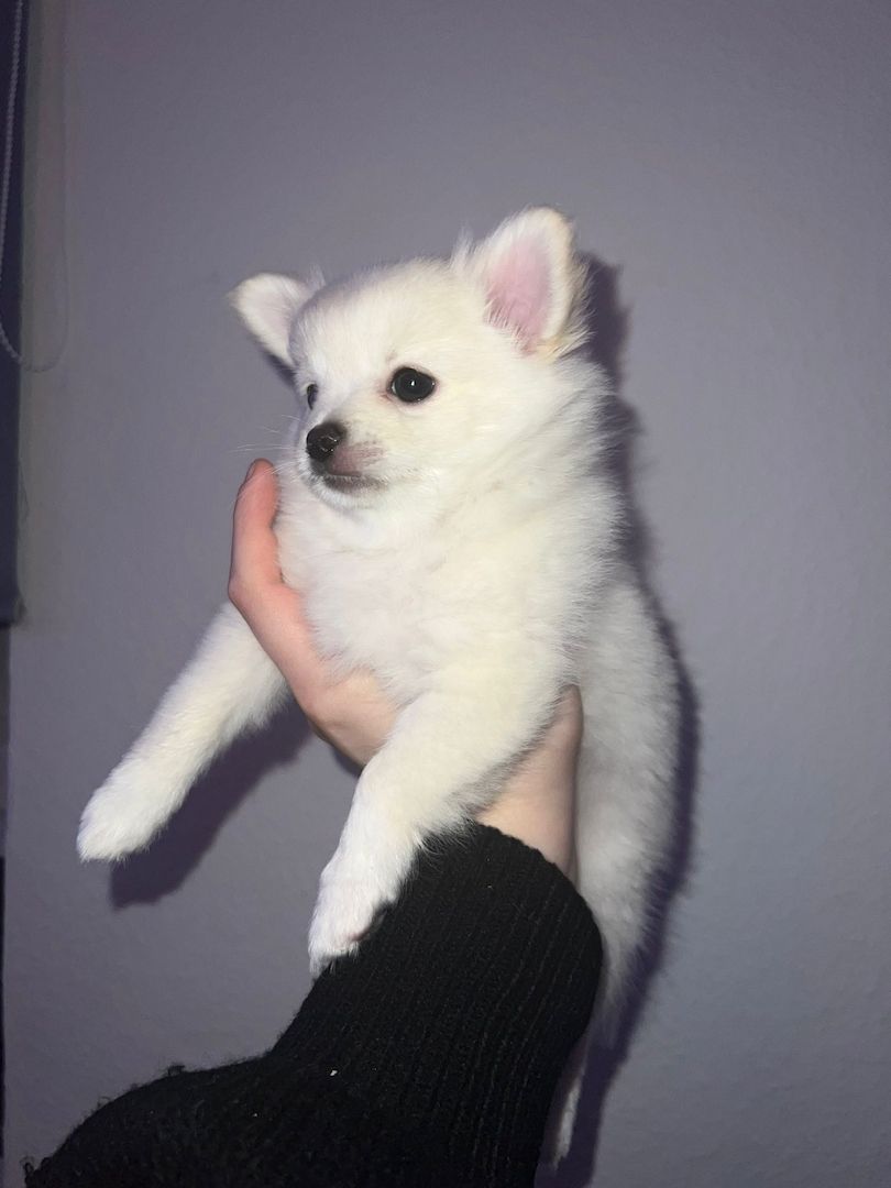 Pomchi Welpen