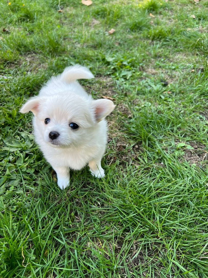 Pomchi Welpen