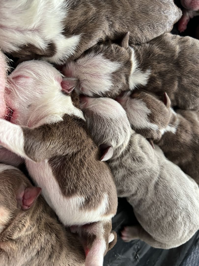 Oeb Welpen mit Ahnentafel