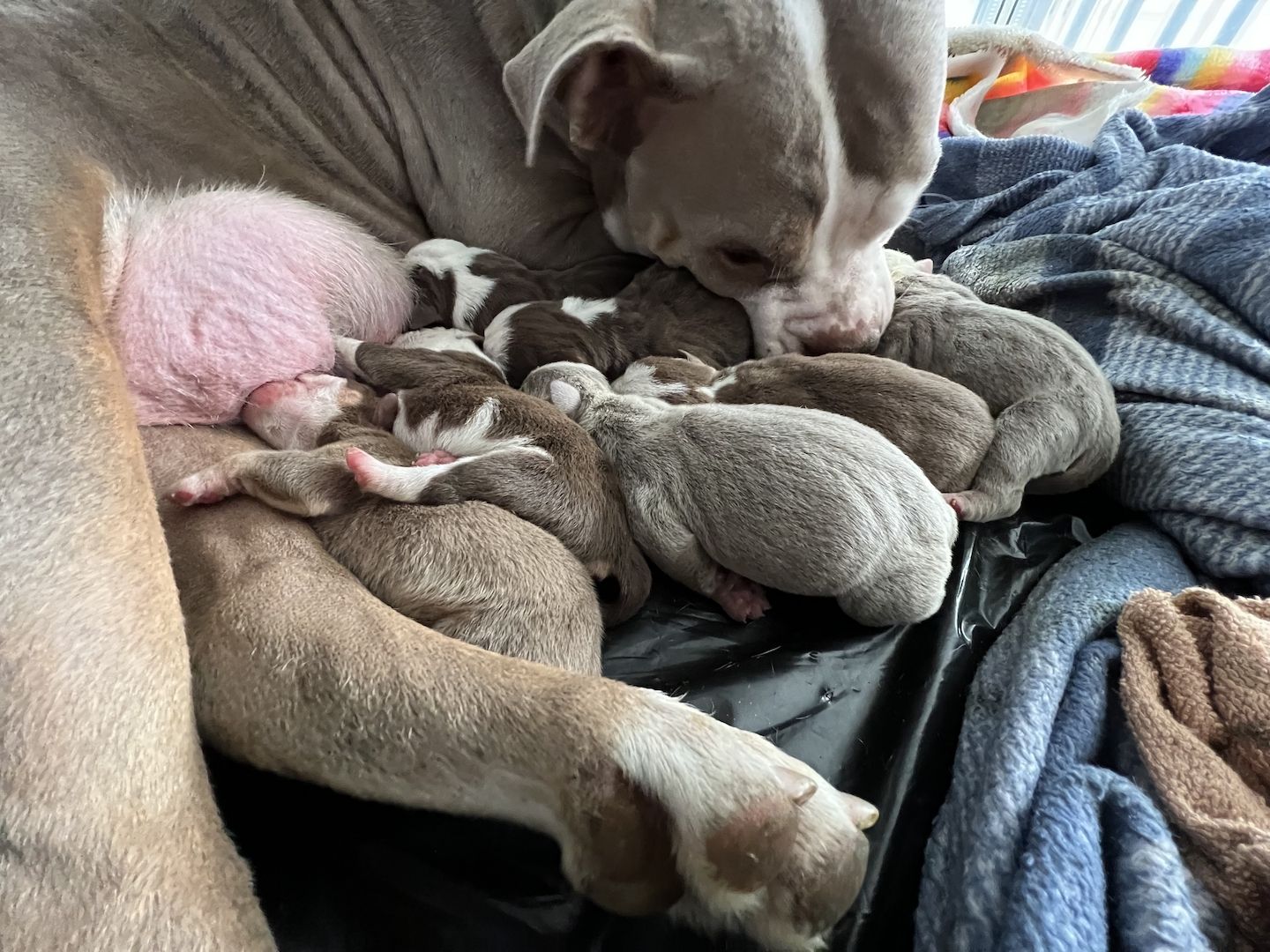 Oeb Welpen mit Ahnentafel