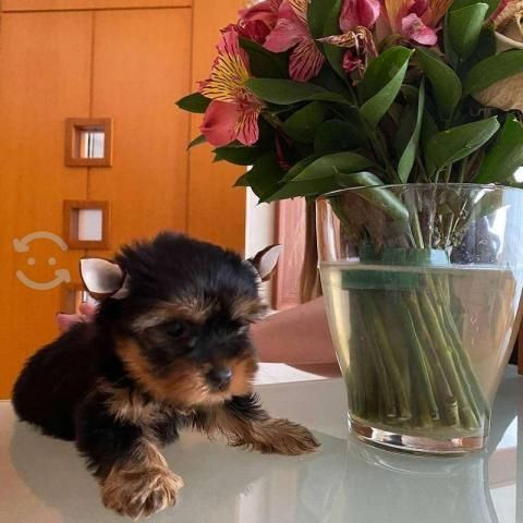 Yorkshire Terrier Biewer
