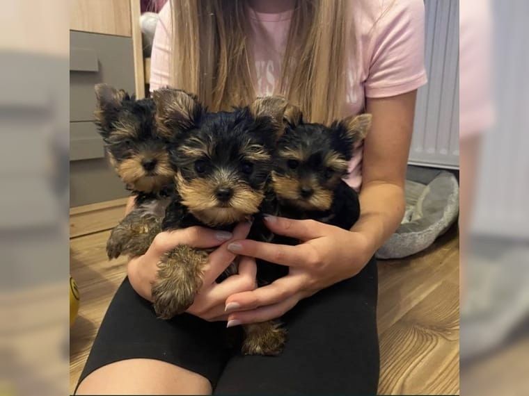 Yorkshire Terrier Biewer Yorkshire Terrier Biewer
