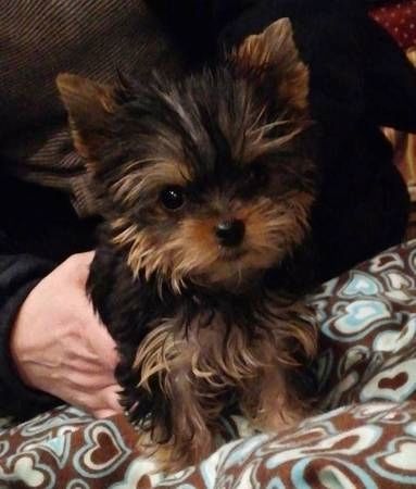 Yorkshire Terrier Biewer