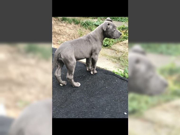 Reinrassige American Pit Bull Welpen Reinrassige American Pit Bull Welpen