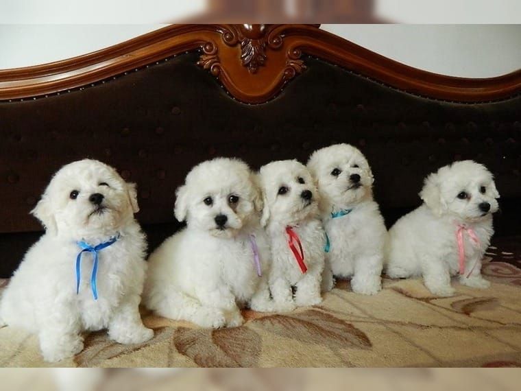 Bichon frise welpen -reinrassigh-mit papieren