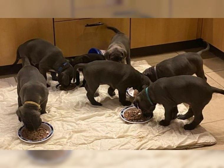 Reinrassige Cane Corso Welpen