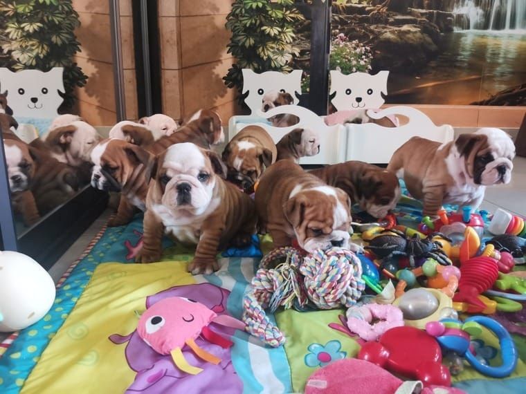 Englische Bulldoggen Welpen mit Papiere