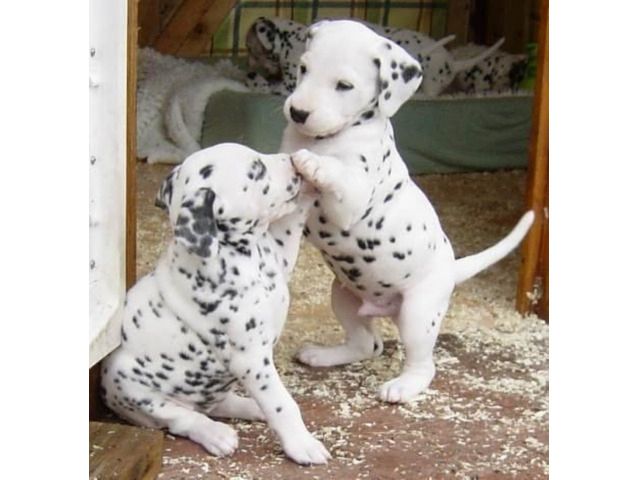 Dalmatiner, Dalmatinerwelpen,Dalmatinerbabys