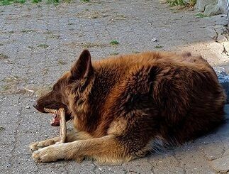 2 Deutsche Schäferhündinnen suchen 2 Deutsche Schäferhündinnen suchen