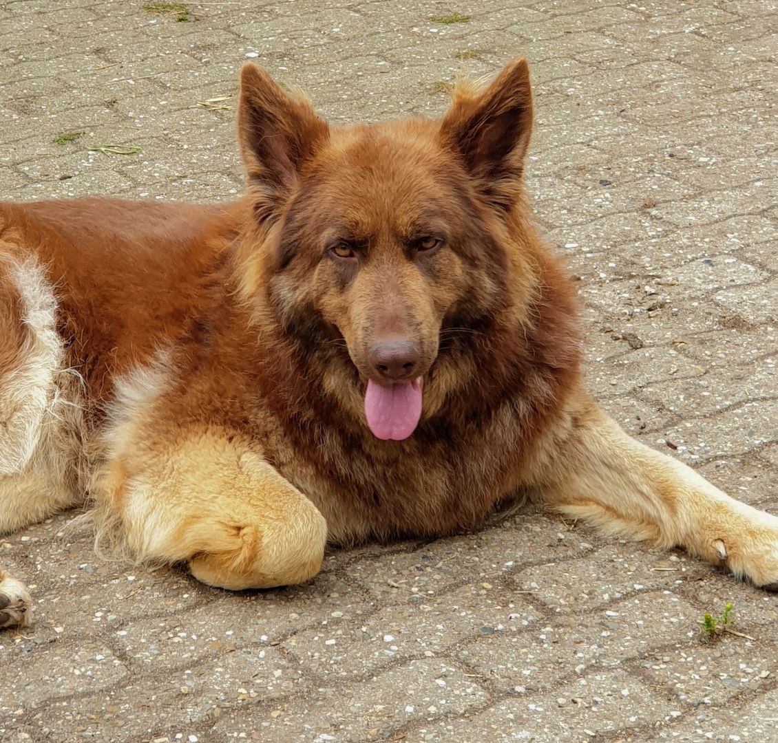 2 Deutsche Schäferhündinnen suchen 2 Deutsche Schäferhündinnen suchen