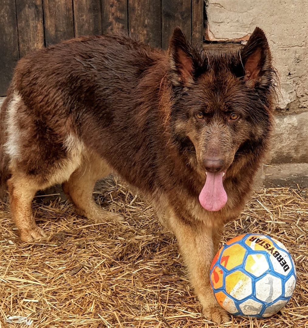 2 Deutsche Schäferhündinnen suchen 2 Deutsche Schäferhündinnen suchen