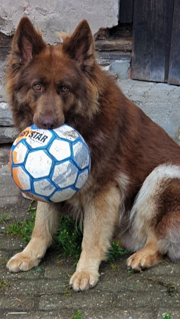2 Deutsche Schäferhündinnen suchen 2 Deutsche Schäferhündinnen suchen