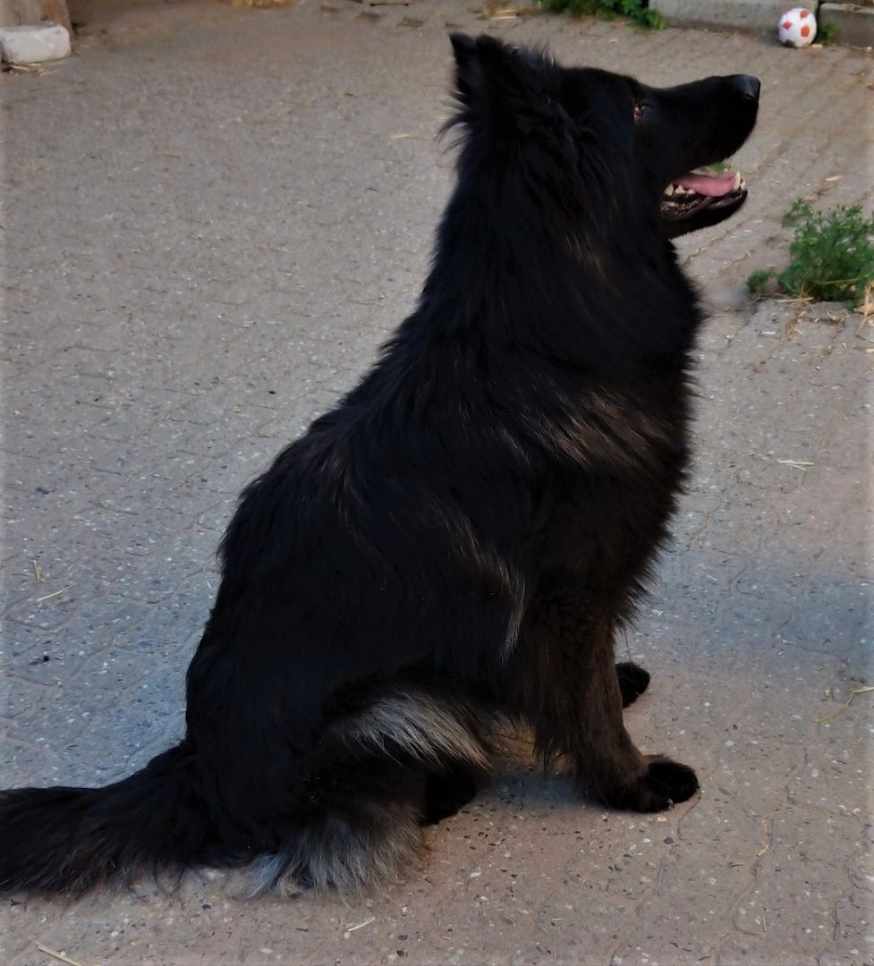 2 Deutsche Schäferhündinnen suchen 2 Deutsche Schäferhündinnen suchen