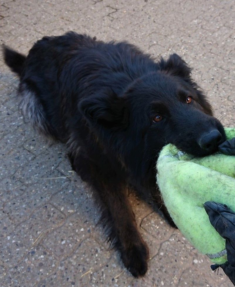 2 Deutsche Schäferhündinnen suchen 2 Deutsche Schäferhündinnen suchen