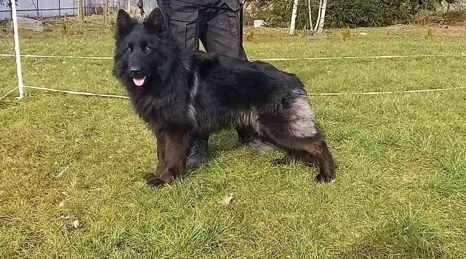 2 Deutsche Schäferhündinnen suchen 2 Deutsche Schäferhündinnen suchen