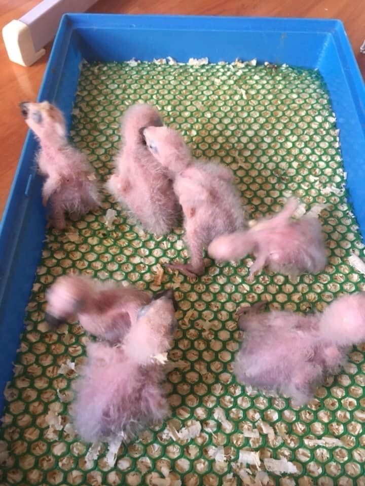 Frische Papageieneier zum Verkauf