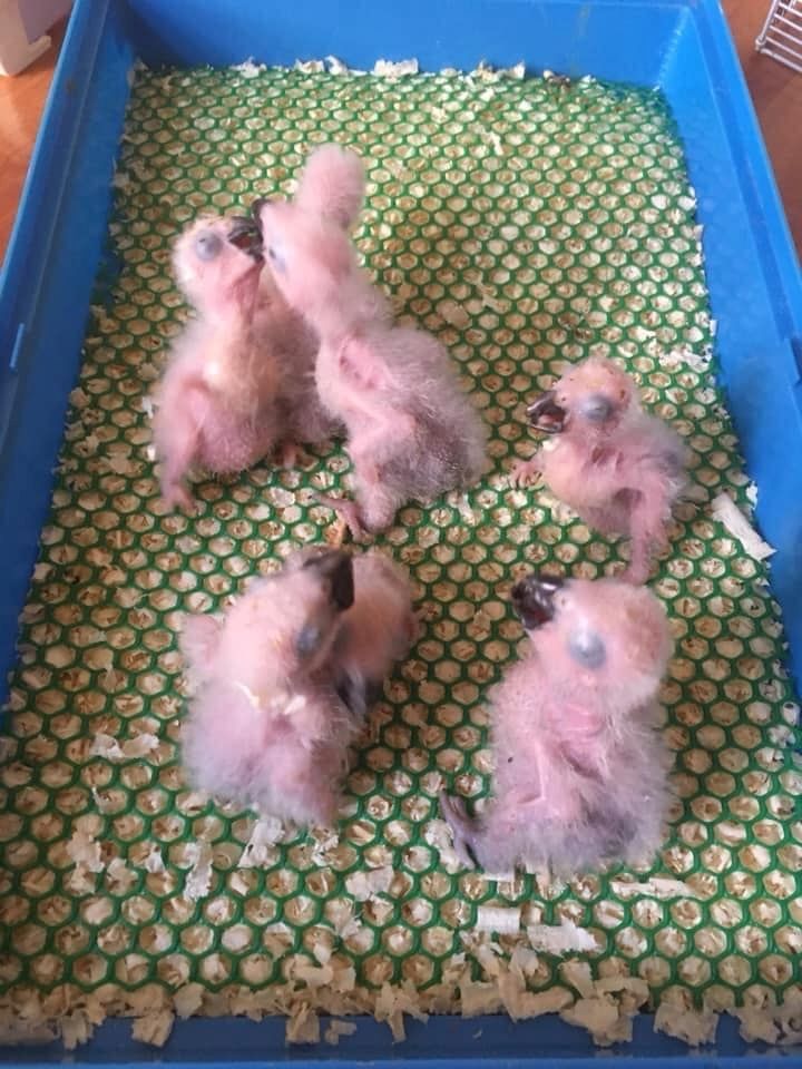 Frische Papageieneier zum Verkauf