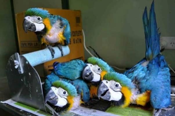 Gelbbrustara Zuchtpaar