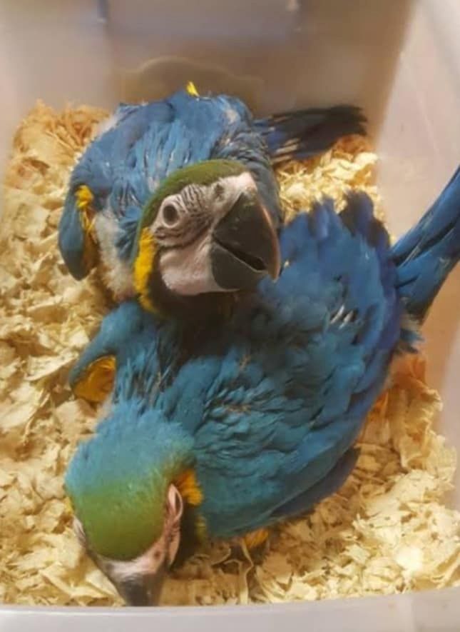 Gelbbrustara Zuchtpaar