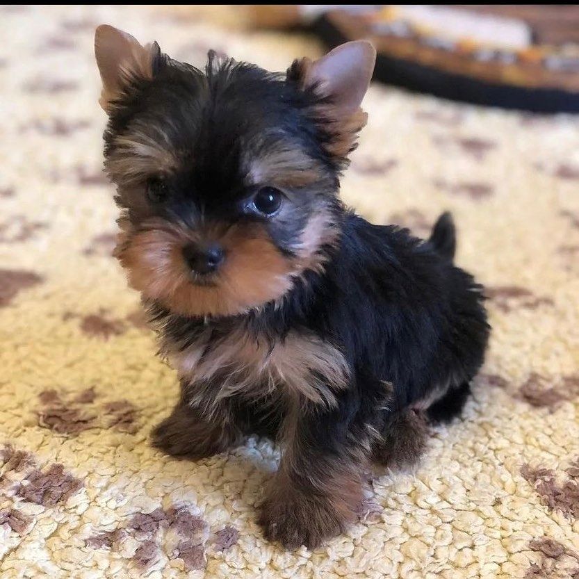 Schöne männliche und weibliche Yorkie-Welpen