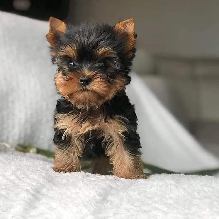 Schöne männliche und weibliche Yorkie-Welpen
