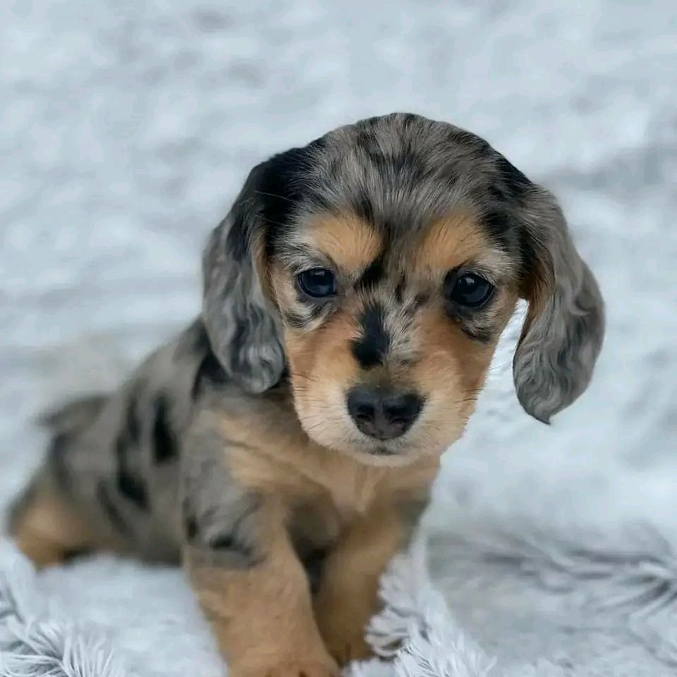 Wunderschöne Dackelwelpen  Wir verkaufen 4 wunderschöne Zwergdackel