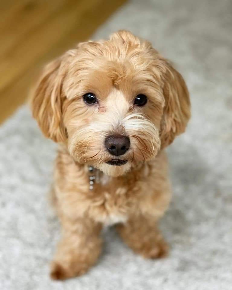 Verspielte Maltipoo Welpen zu verkaufen.