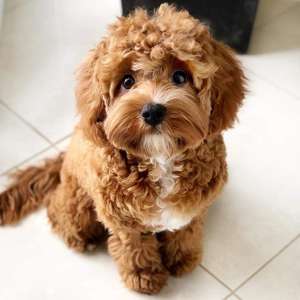 Verspielte Maltipoo Welpen zu verkaufen.